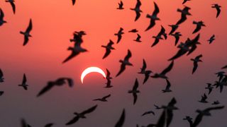 Eclipses can be strange. Here are some of the weird things you can expect to experience during the Oct. 14 partial eclipse.